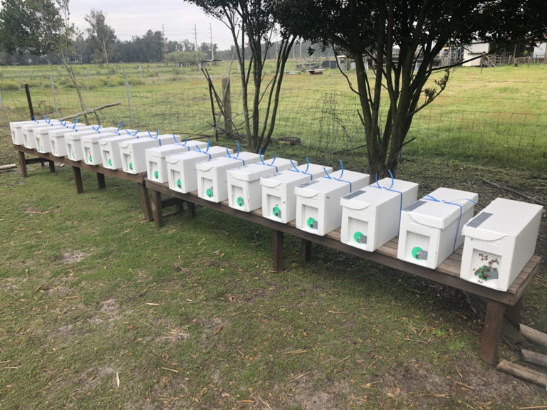 5 Frame Core Flute Nucs Austwide Beekeeping Supplies